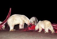 Fauna & Flora: Polar bears eating a dead whale, Alaska, United States
