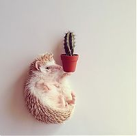Fauna & Flora: darcy the cute hedgehog