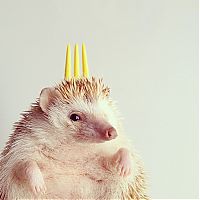 TopRq.com search results: darcy the cute hedgehog