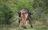 Fauna & Flora: lioness against a buffalo with friends