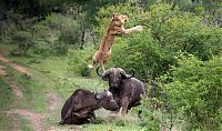 Fauna & Flora: lioness against a buffalo with friends