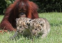 Fauna & Flora: two lion cubs with monkey