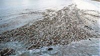 Fauna & Flora: Shoal of herring frozen after a harsh wind, Norwegian Bay, Qikiqtaaluk Region, Nunavut, Canada, Arctic ocean