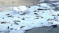 Fauna & Flora: Shoal of herring frozen after a harsh wind, Norwegian Bay, Qikiqtaaluk Region, Nunavut, Canada, Arctic ocean