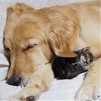 TopRq.com search results: golden retriever with a kitten