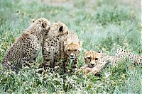 Fauna & Flora: cheetah family killed a newborn cub