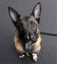 TopRq.com search results: Malinois Belgian Shepherd dog with two noses, Glasgow, Scotland