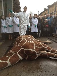 TopRq.com search results: Marius, the giraffe killed and used for lions, København Zoo, Copenhagen, Denmark