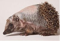 TopRq.com search results: hedgehog recovery with aloe vera therapy