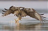 TopRq.com search results: osprey hunting for a fish