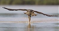 Fauna & Flora: osprey hunting for a fish