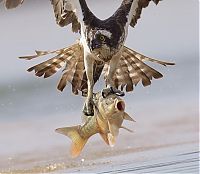 Fauna & Flora: osprey hunting for a fish