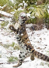 TopRq.com search results: leopard playing with snow