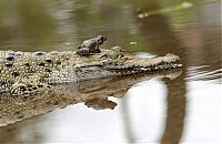 TopRq.com search results: frog and crocodile friends