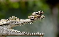 Fauna & Flora: frog and crocodile friends