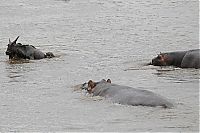 TopRq.com search results: hippopotamus saves wildebeest from crocodile