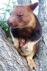 Fauna & Flora: Baby tree kangaroo Joey, Taronga Zoo, Sydney, New South Wales, Australia