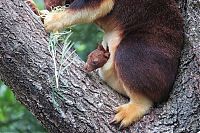 Fauna & Flora: Baby tree kangaroo Joey, Taronga Zoo, Sydney, New South Wales, Australia