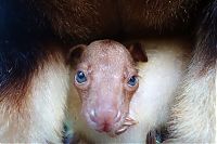 TopRq.com search results: Baby tree kangaroo Joey, Taronga Zoo, Sydney, New South Wales, Australia
