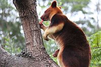 TopRq.com search results: Baby tree kangaroo Joey, Taronga Zoo, Sydney, New South Wales, Australia