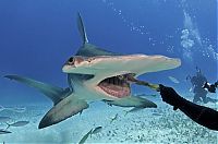 Fauna & Flora: diver feeding great hammerhead shark