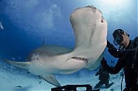Fauna & Flora: diver feeding great hammerhead shark