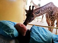 Fauna & Flora: giraffe kisses zookeeper dying of cancer