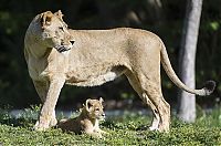 TopRq.com search results: Three-month-old lion cub K'wasi meet his mom Asha, Miami-Dade Zoological Park and Gardens, Miami, Florida, United States