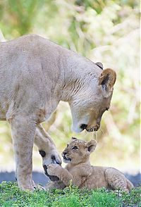 Fauna & Flora: Three-month-old lion cub K'wasi meet his mom Asha, Miami-Dade Zoological Park and Gardens, Miami, Florida, United States