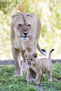 Fauna & Flora: Three-month-old lion cub K'wasi meet his mom Asha, Miami-Dade Zoological Park and Gardens, Miami, Florida, United States