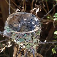 Fauna & Flora: baby hummingbirds in the nest
