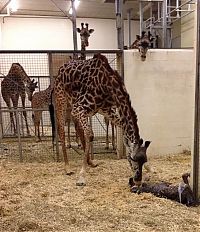 TopRq.com search results: first moments of a baby giraffe