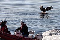 TopRq.com search results: saving an eagle from drowning