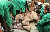 Fauna & Flora: baby elephant cried for hours after mother passed away