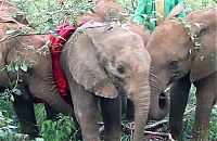 TopRq.com search results: baby elephant cried for hours after mother passed away