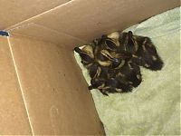 Fauna & Flora: baby ducklings rescue