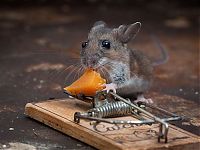 Fauna & Flora: mouse against a mousetrap