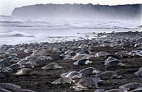 Fauna & Flora: arribadas, pacific olive ridley sea turtles synchronised nesting