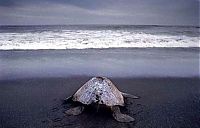 Fauna & Flora: arribadas, pacific olive ridley sea turtles synchronised nesting