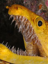 Fauna & Flora: moray eel