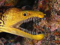 Fauna & Flora: moray eel