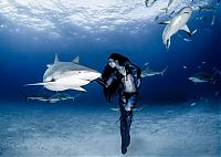 Fauna & Flora: shark underwater photography
