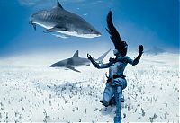 TopRq.com search results: shark underwater photography
