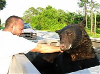 Fauna & Flora: saving a bear from drowning