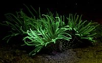 TopRq.com search results: Coral reefs in UV light