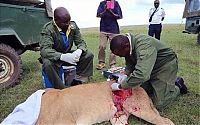 TopRq.com search results: saving a wounded lioness
