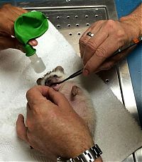 TopRq.com search results: hedgehog with anaesthesia
