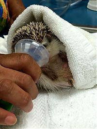 Fauna & Flora: hedgehog with anaesthesia