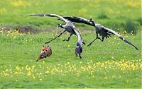 Fauna & Flora: birds defending their young against a fox