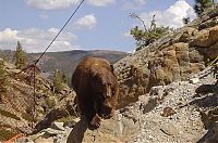 Fauna & Flora: rescuing a bear from a bridge ledge